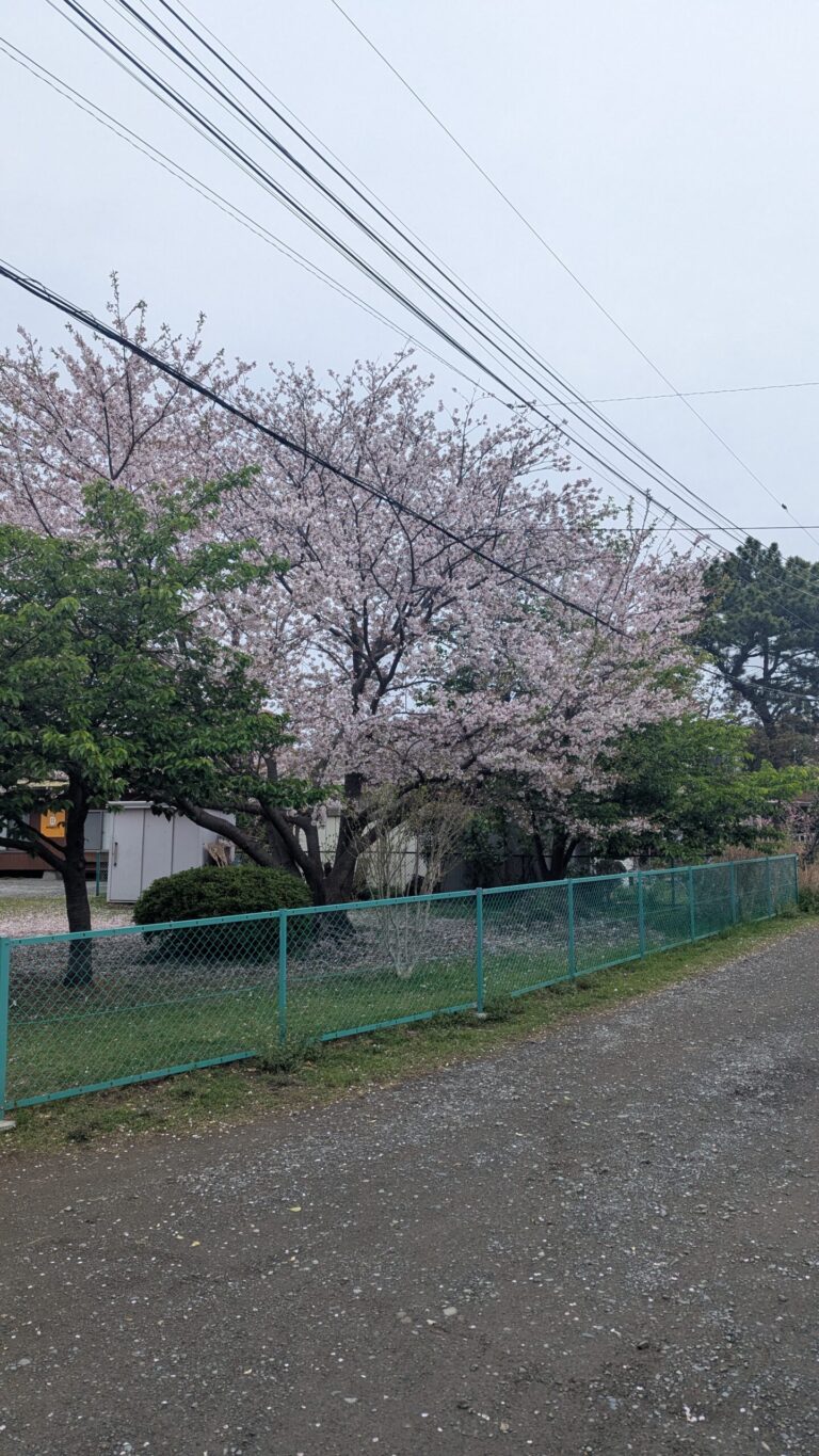ハス池の桜