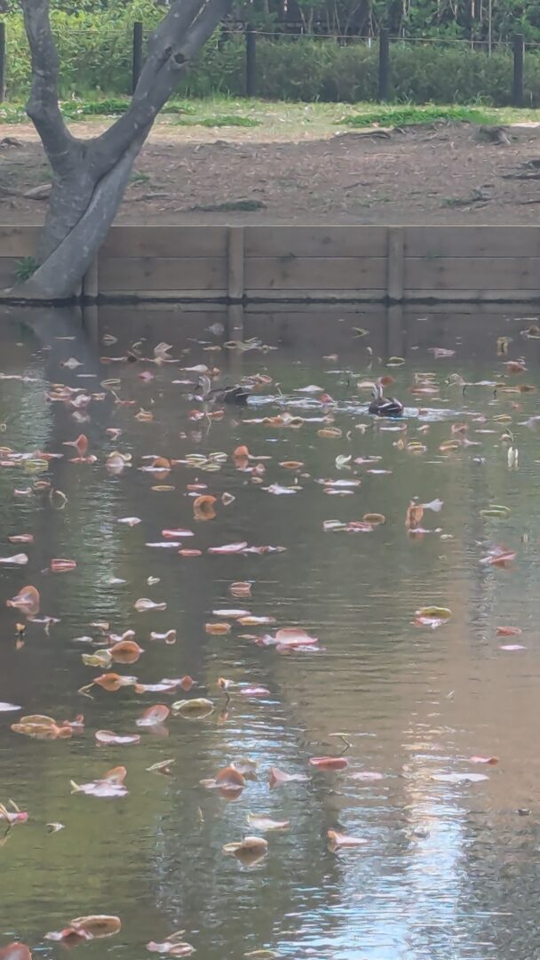 朝のハス池のカルガモ